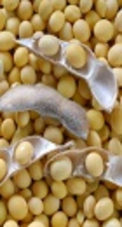 Preparation and Characterization of Pullulan-Soy Protein Concentrate Blended Film Incorporated With <i>Zataria multiflora</i> and <i>Artemisia biennis</i> Essential Oils